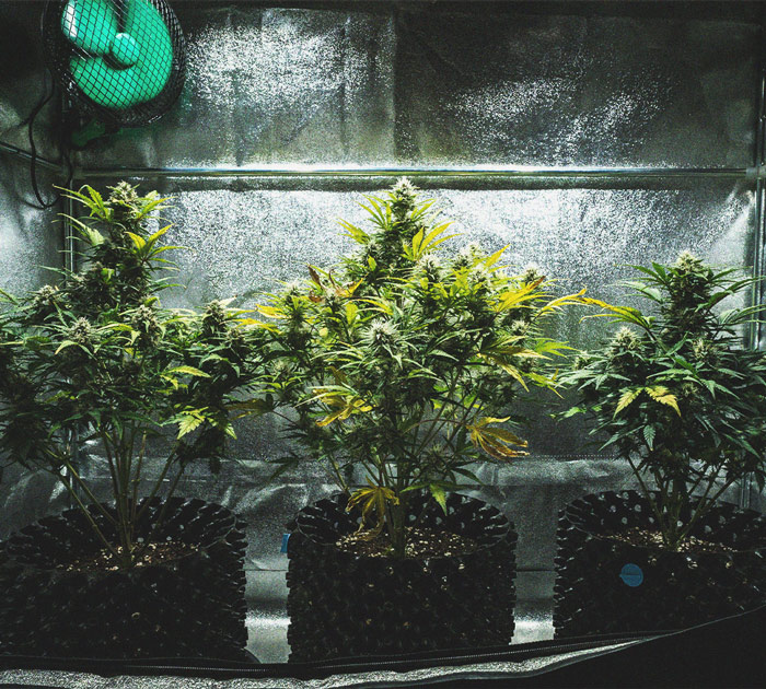 Report di Coltivazione della Sweet Skunk Automatic Report di Coltivazione della Sweet Skunk Automatic
